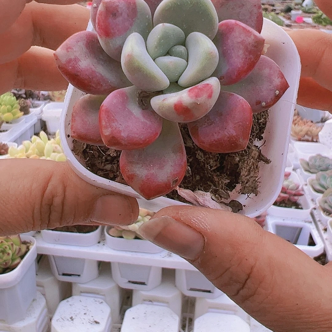 单头老桩花瓣露多肉19包邮