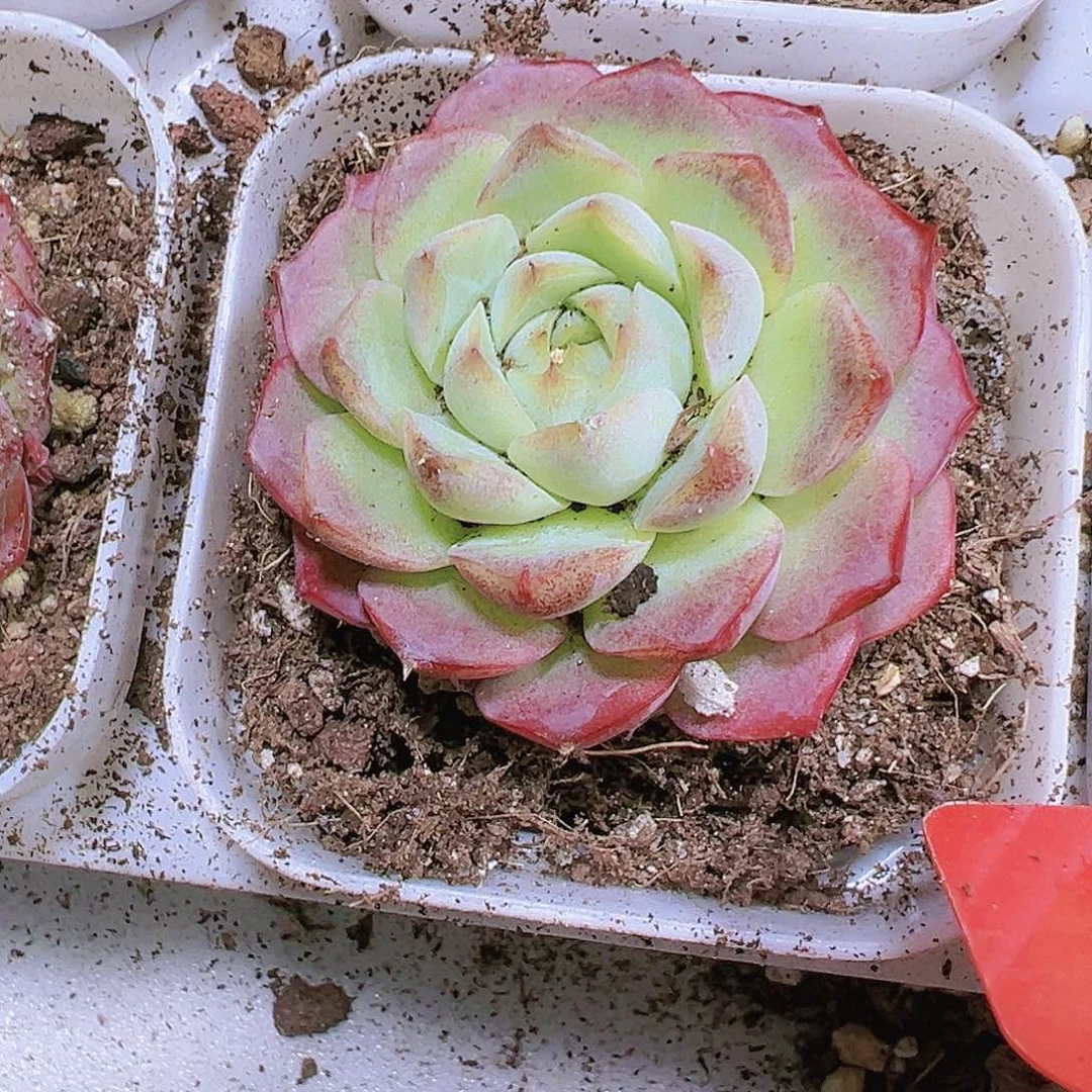 琵琶仙子多肉19包邮