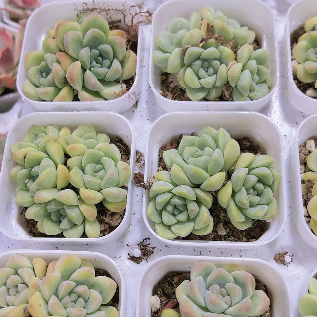 奶油美人多肉带黑盆带土