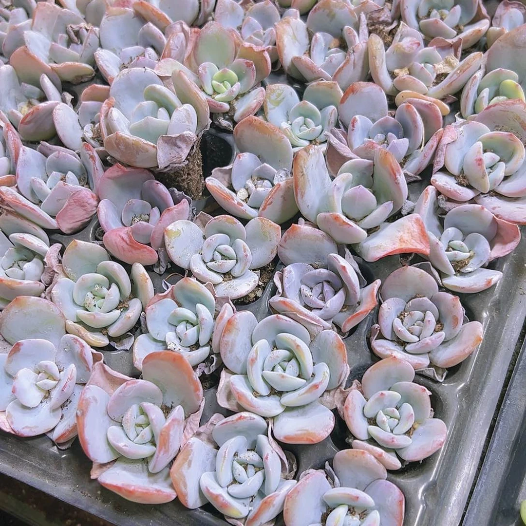 奶茶穴盘五颗多肉植物福利