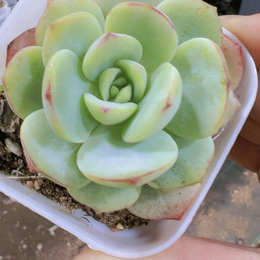 香草多肉植物19包邮多肉