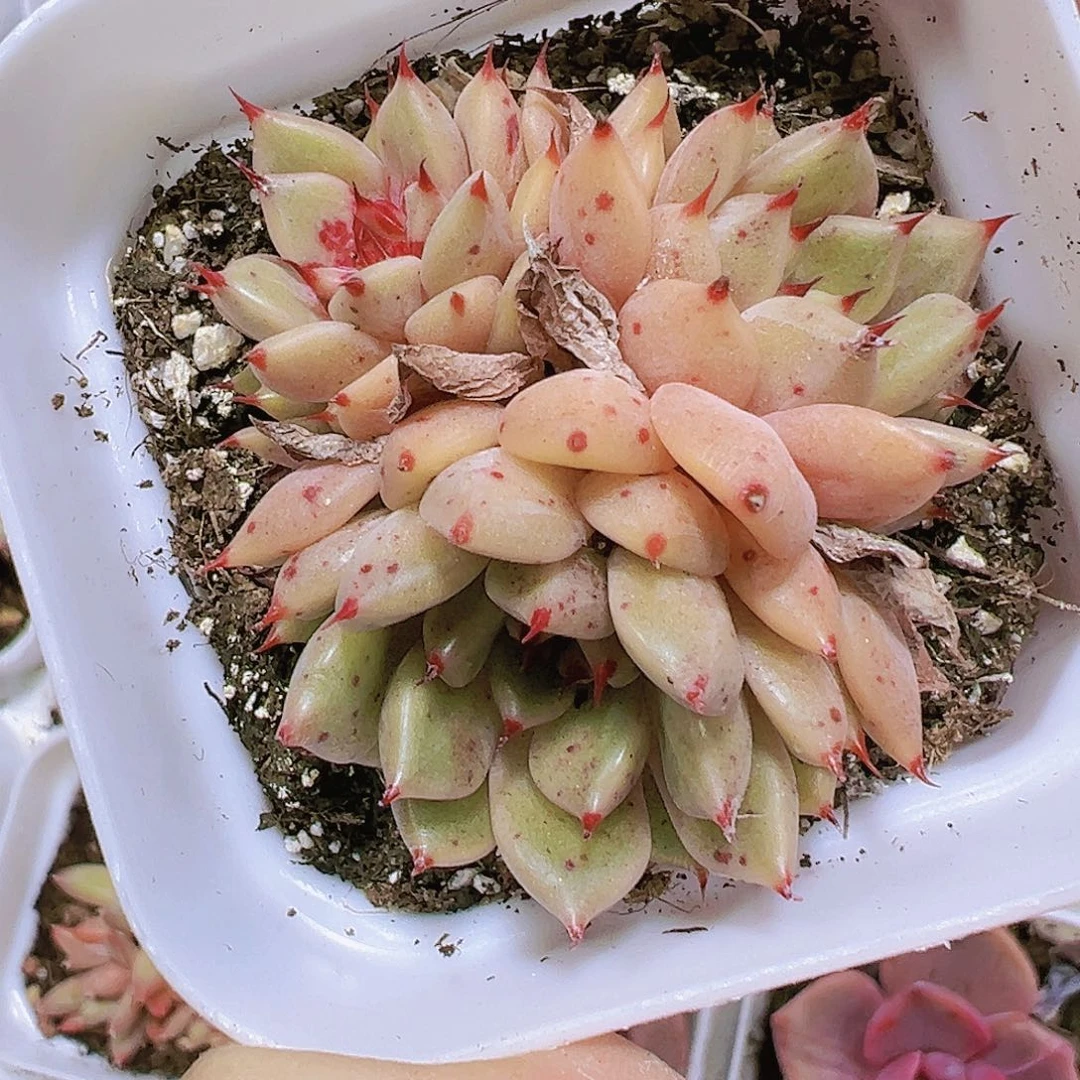 沙逻辑双头起发多肉