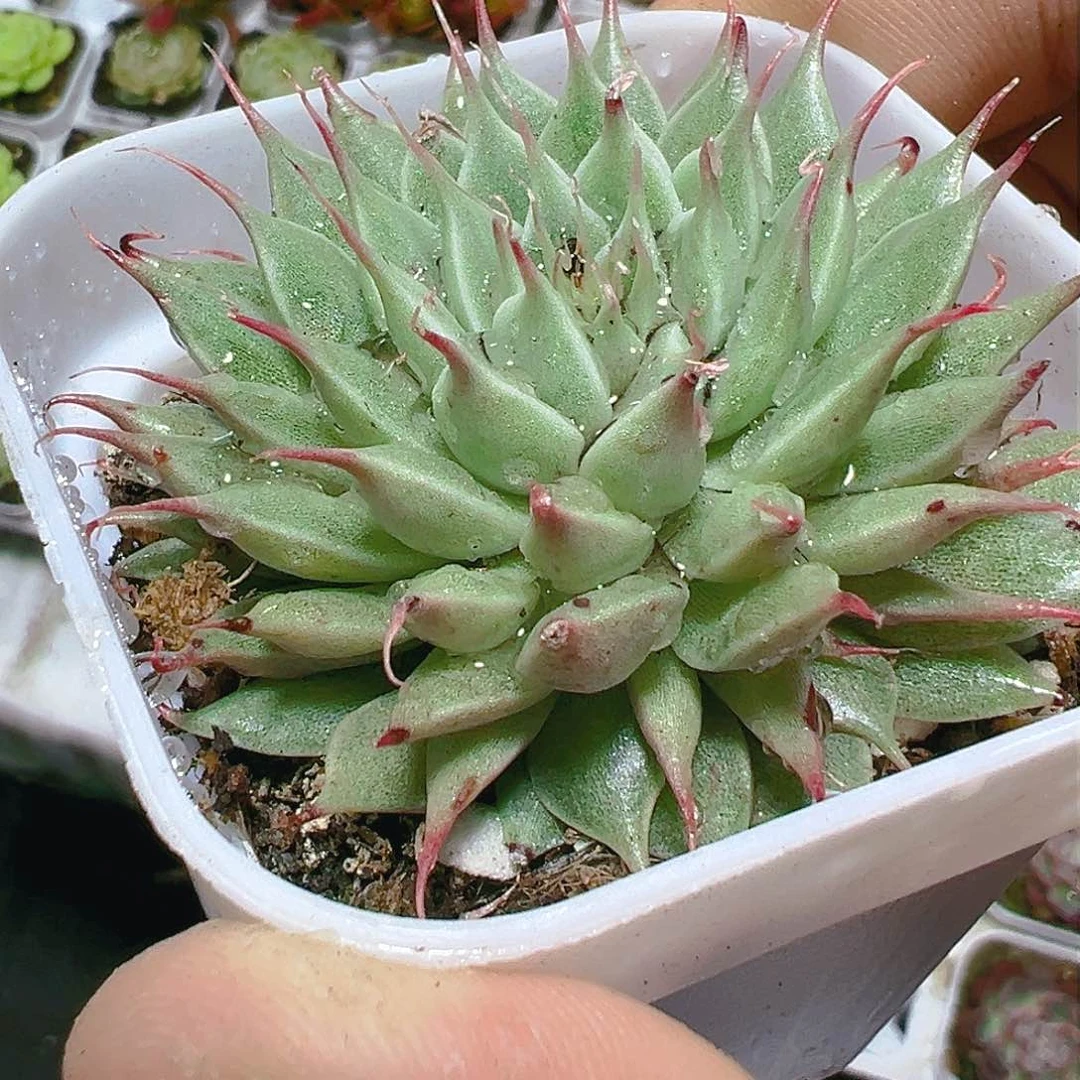 银杏多肉植物福利