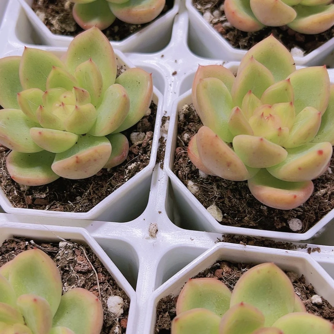 明朗珍妮多肉带黑盆带土