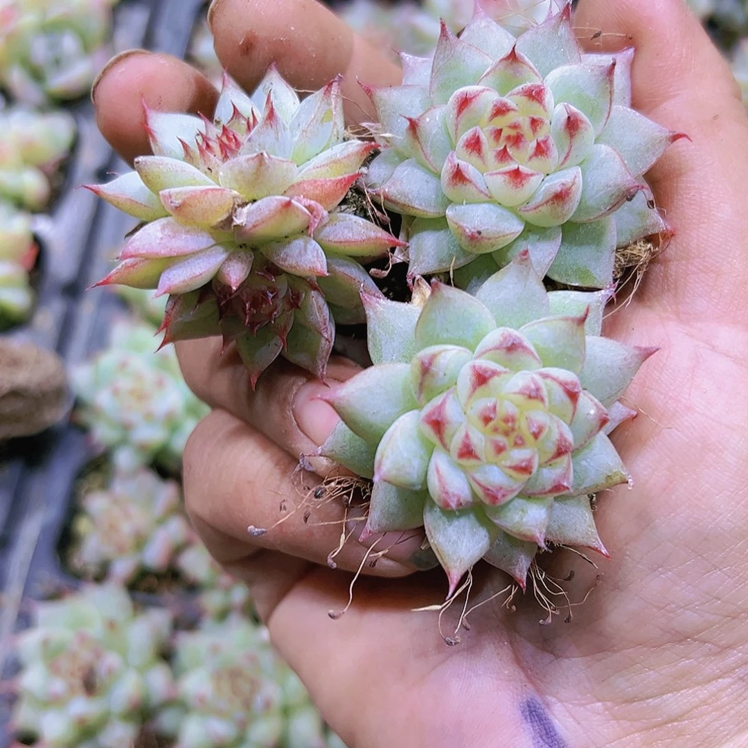 长睫毛珍妮3个带盆带土