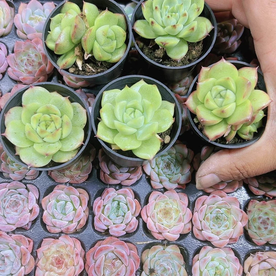 福利麦杆4盆混发无售后