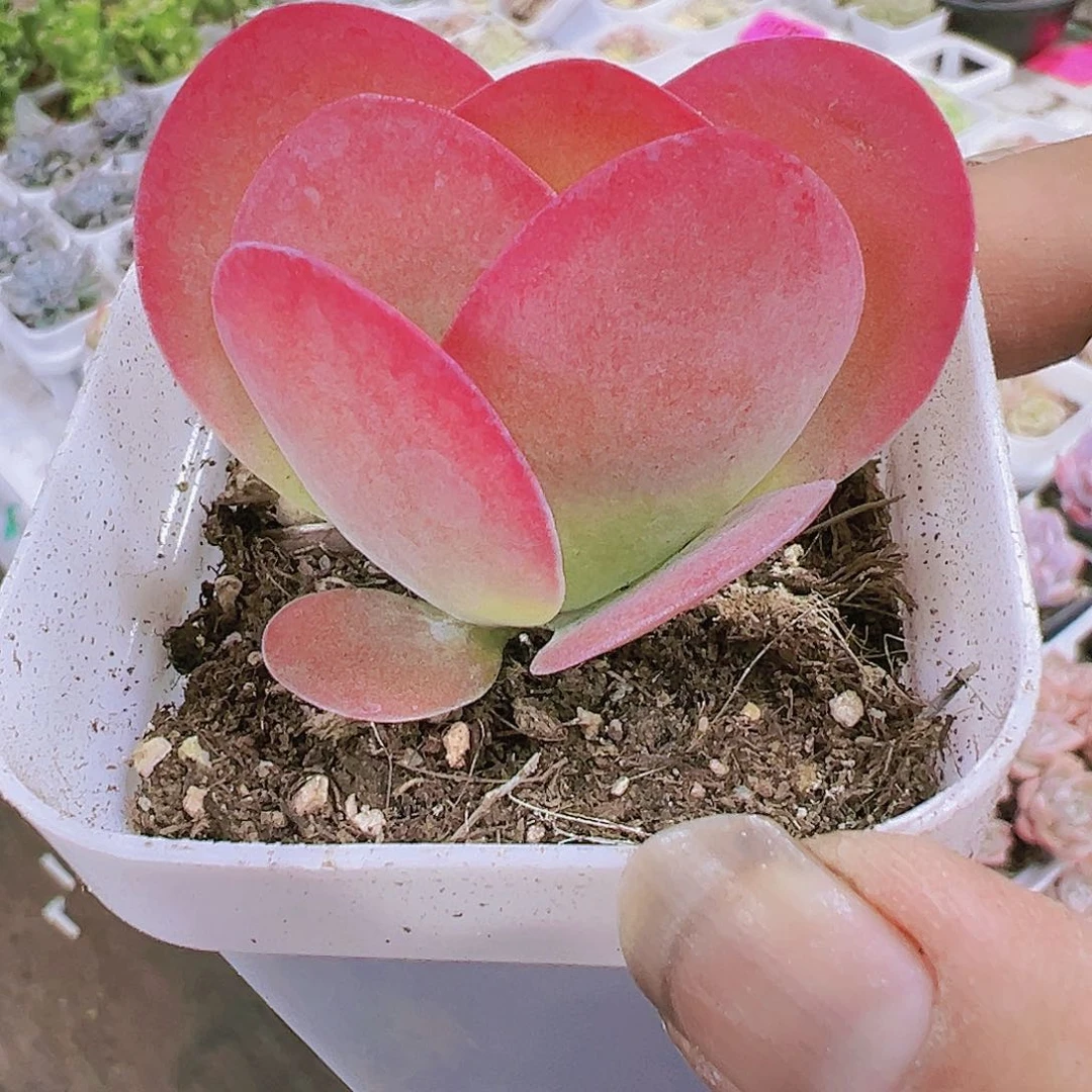 小唐寅多肉植物19包邮