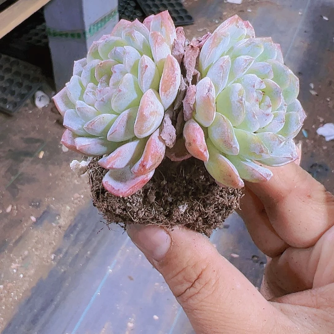 65盆雪彦2盆一单一双