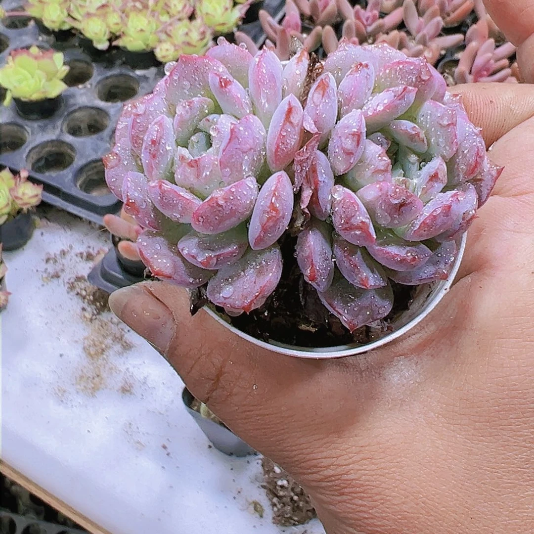 粉包子双头多肉植物