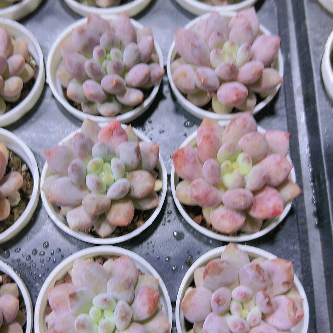 半夏天带盆带土多诶