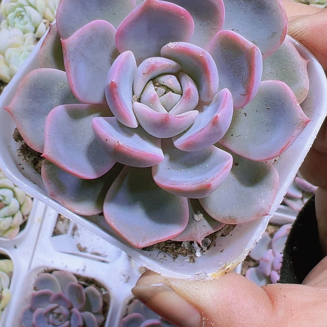 单头夜莺多肉19包邮