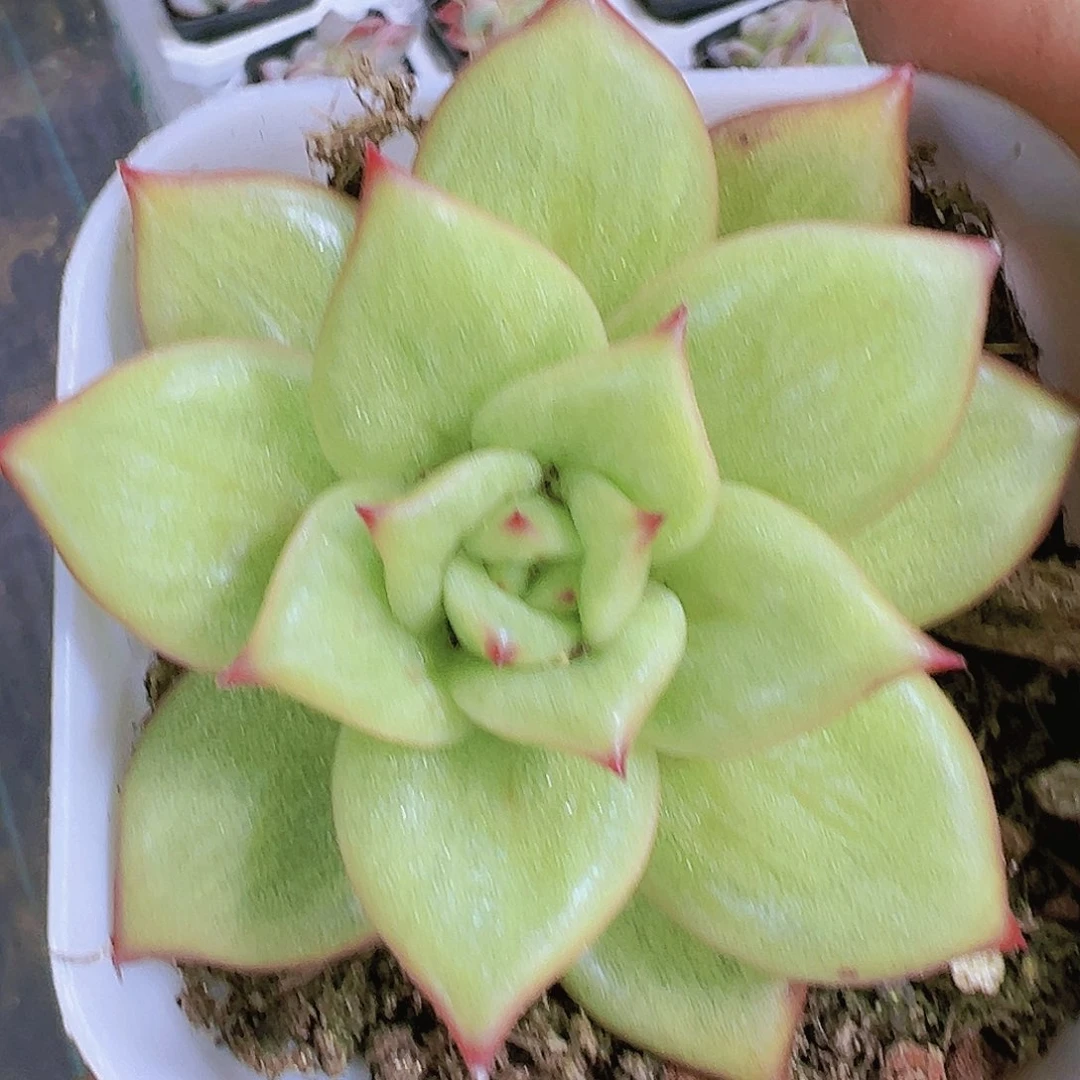 蔷薇多肉植物19包邮