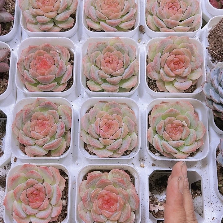 梦幻泡影带盆带土