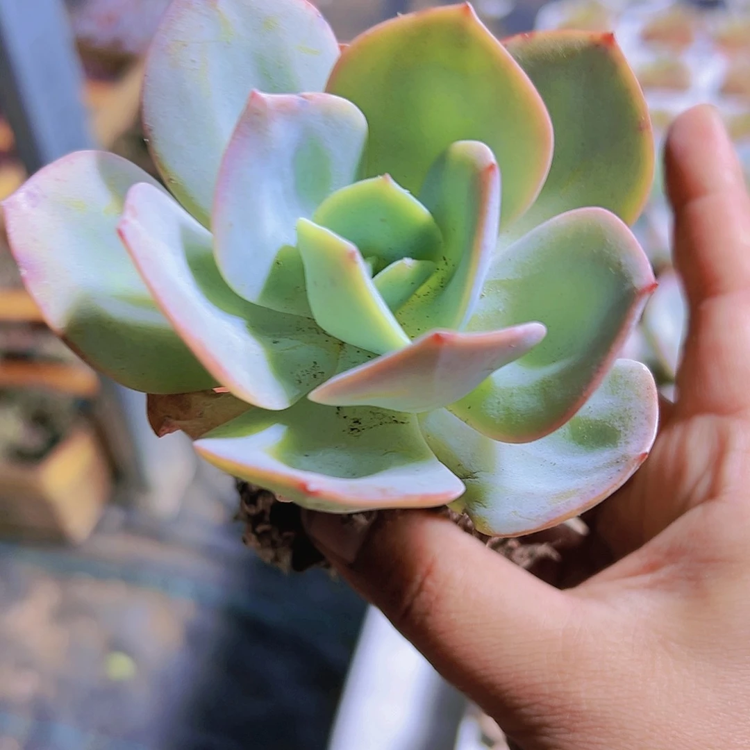白凤带盆带土多肉
