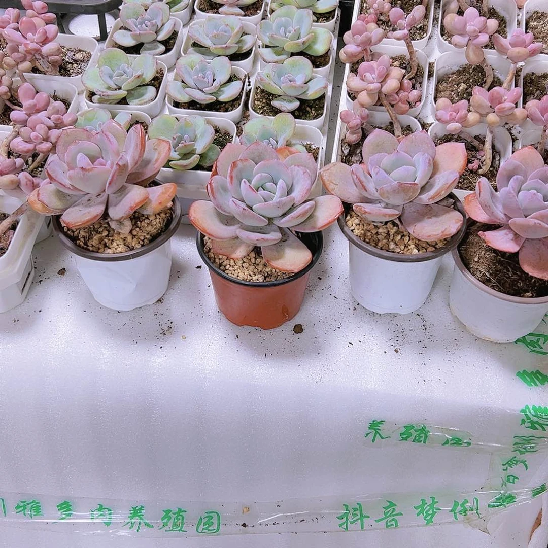 母本奶茶多肉植物多肉植物