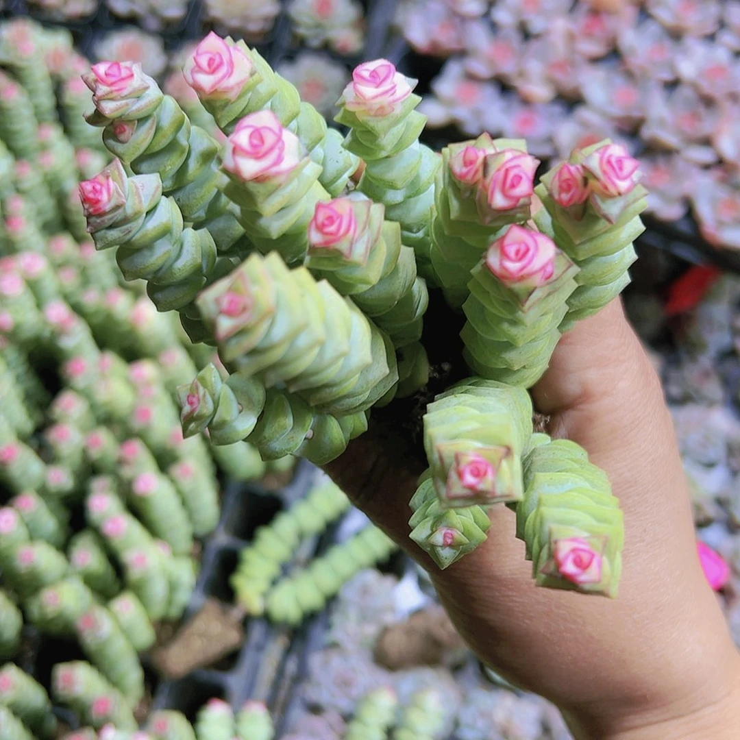 彩虹钱串5根双头起19包邮多肉