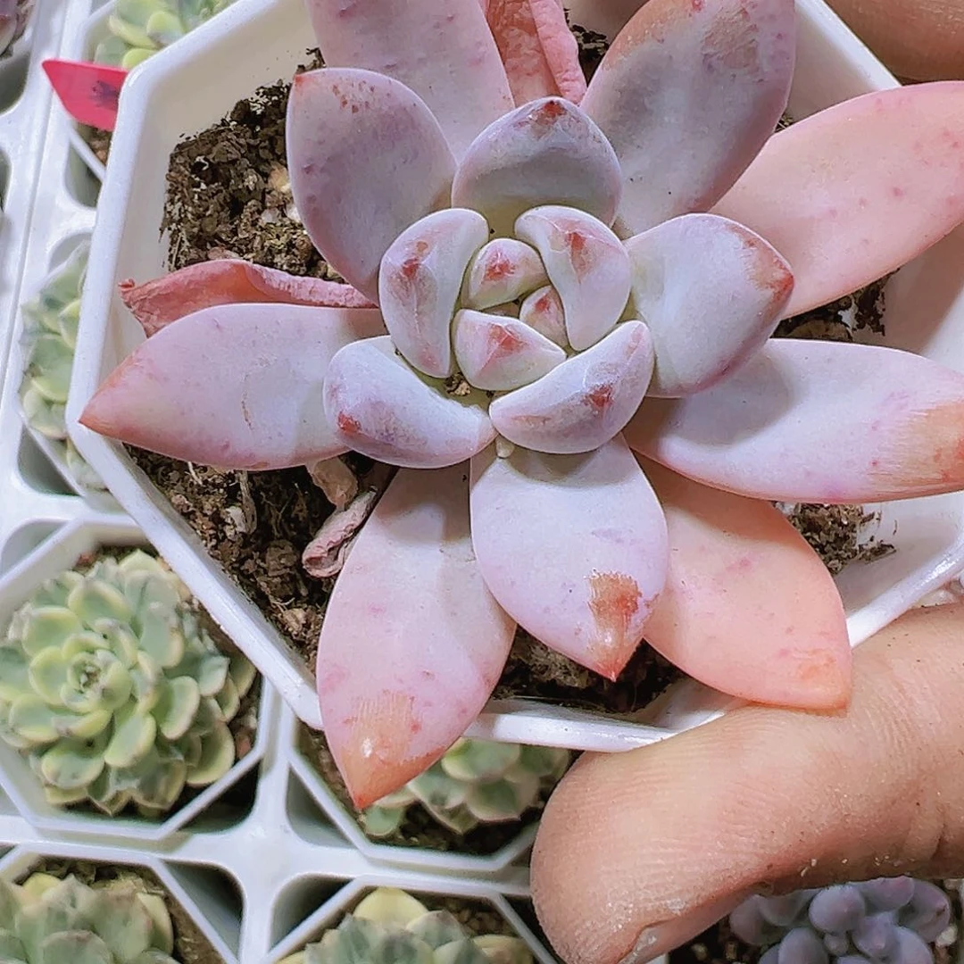 8角盆星星雪带盆带土