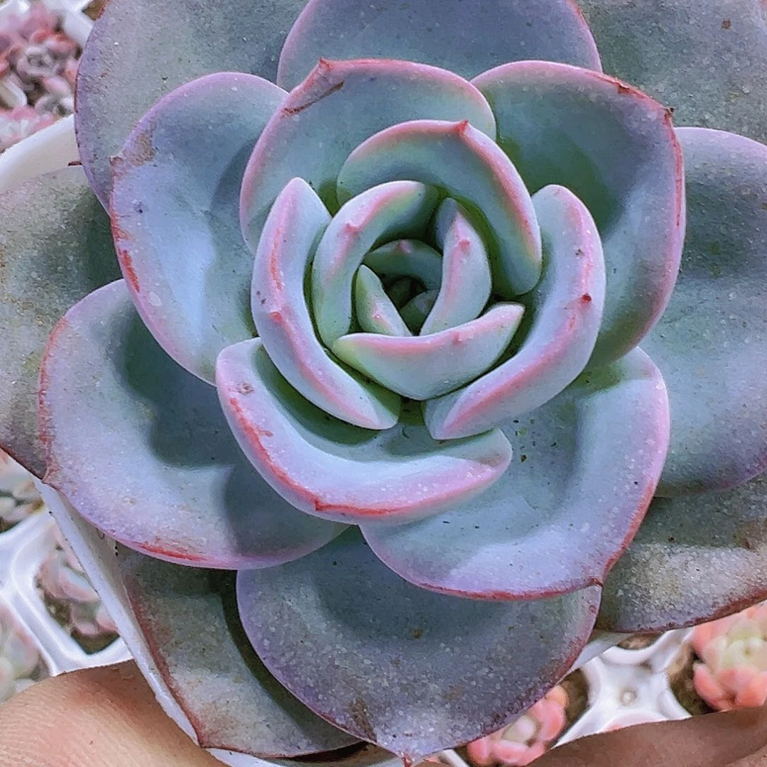 布鲁兰多肉19包邮