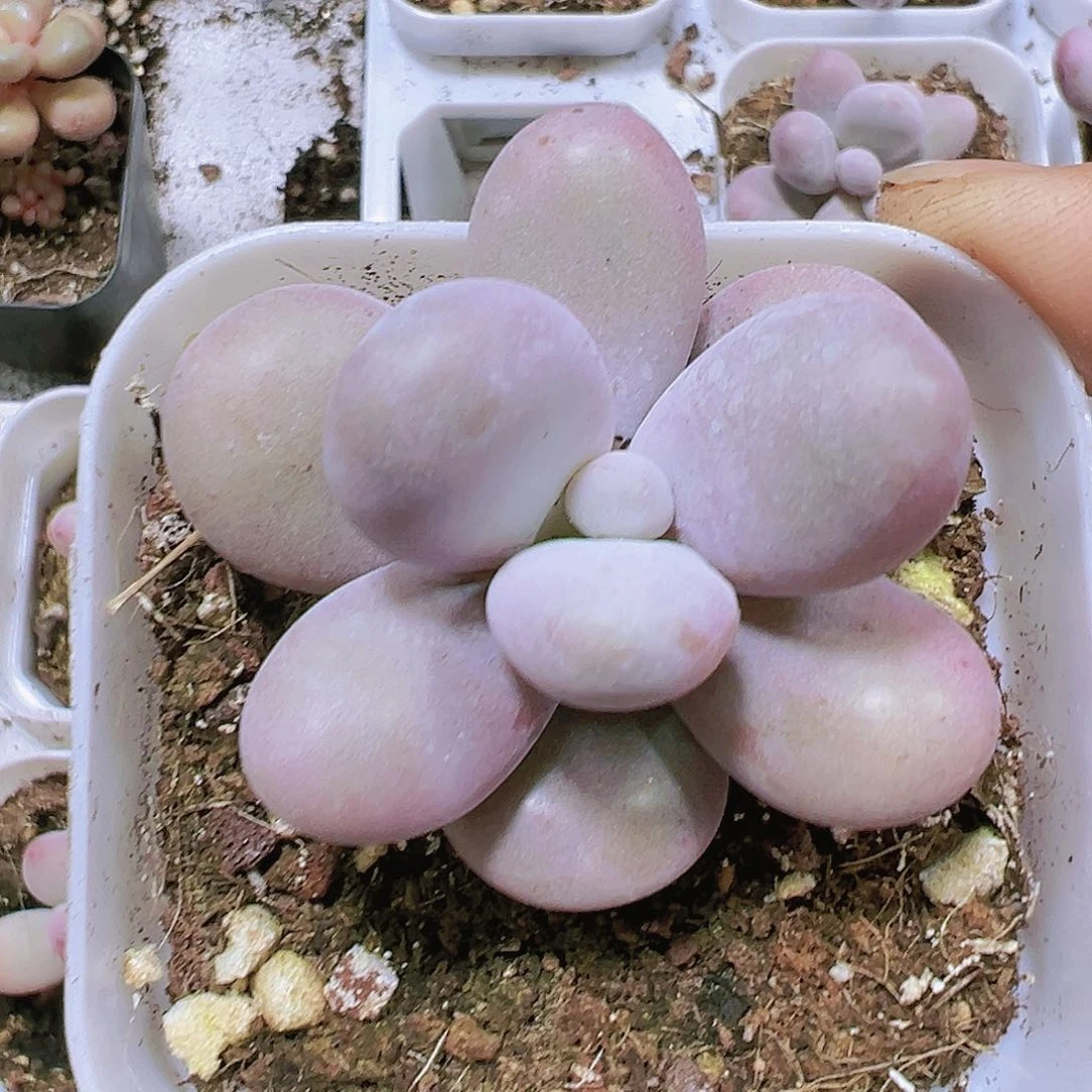 奶酪多肉植物19包邮