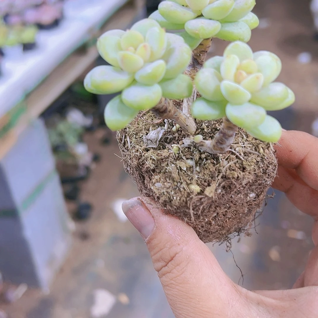 阳光玫瑰老桩19包邮