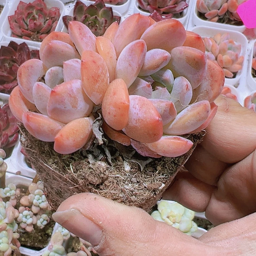 太妃糖双头多肉植物