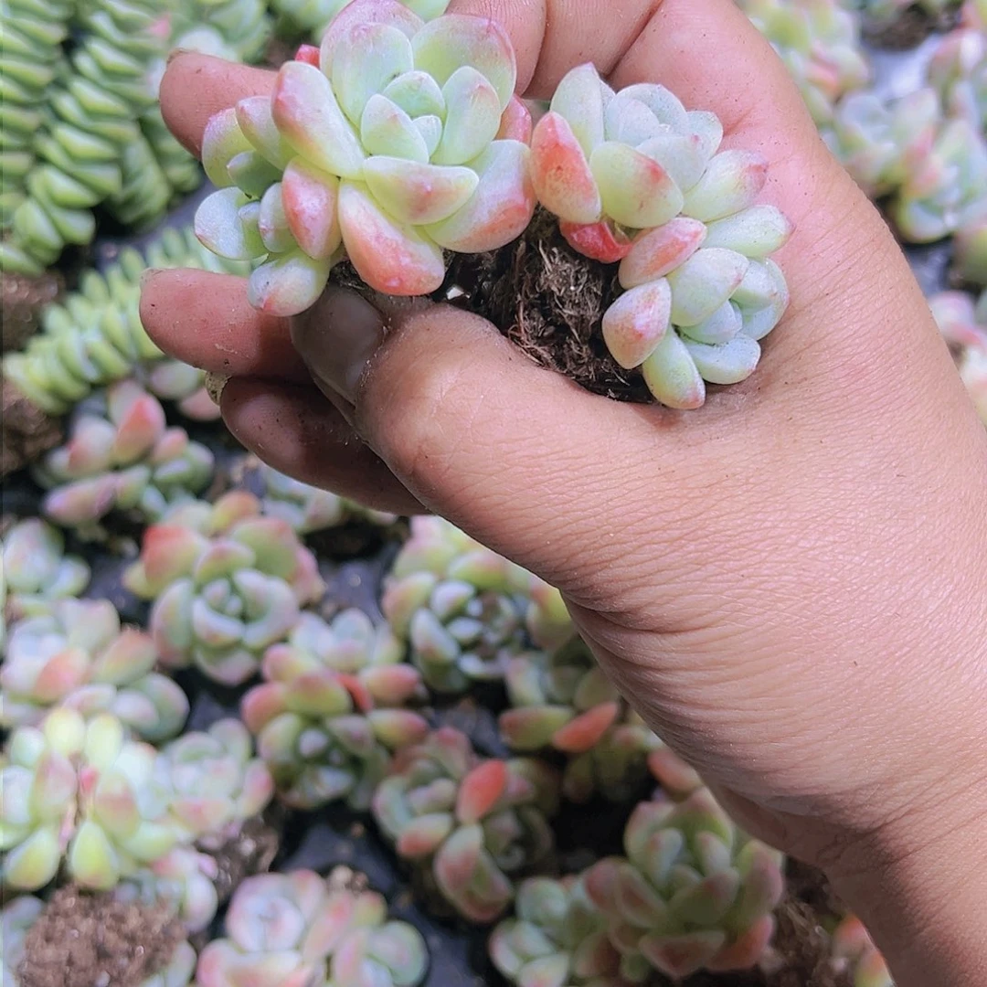 双头姥姥冰玉7个多肉