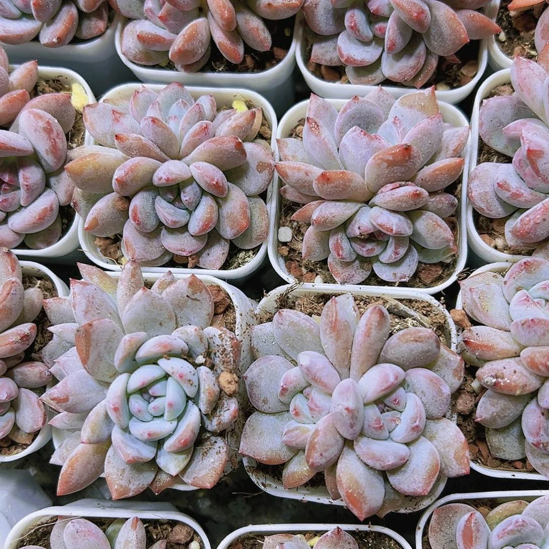 红奶盖双头三颗多肉植物19包邮