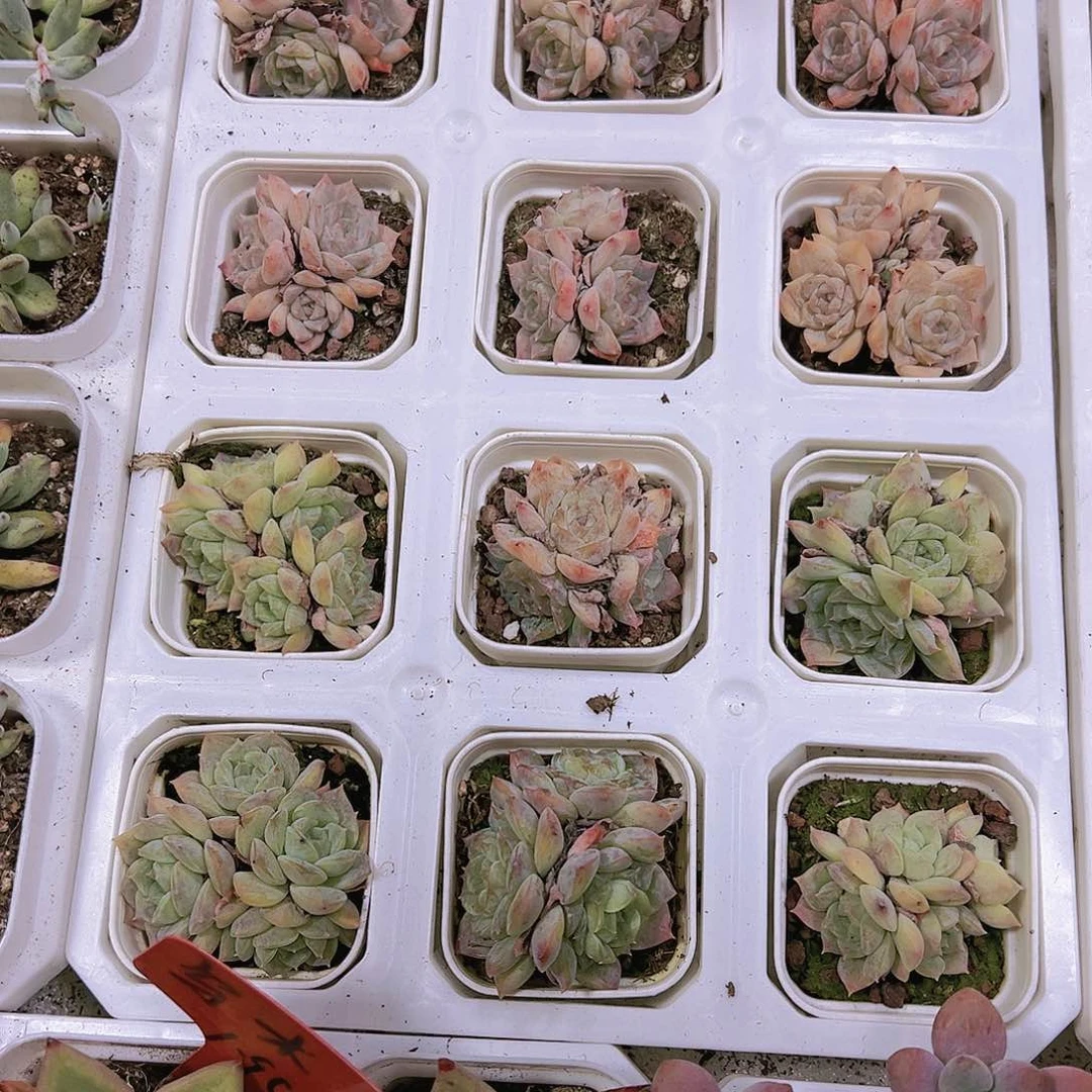 纯恋群5厘米盆带盆带土