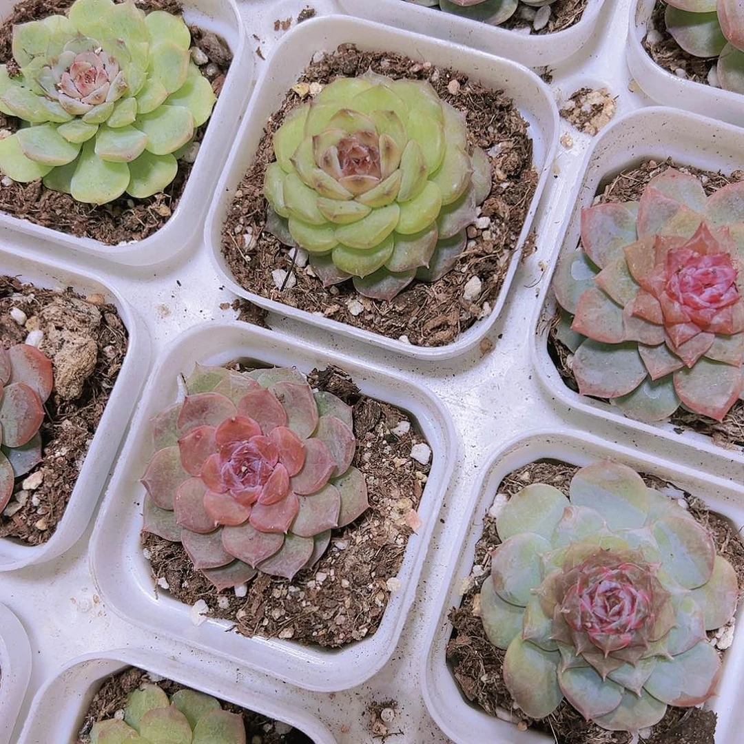 琴时珍妮多肉植物福利