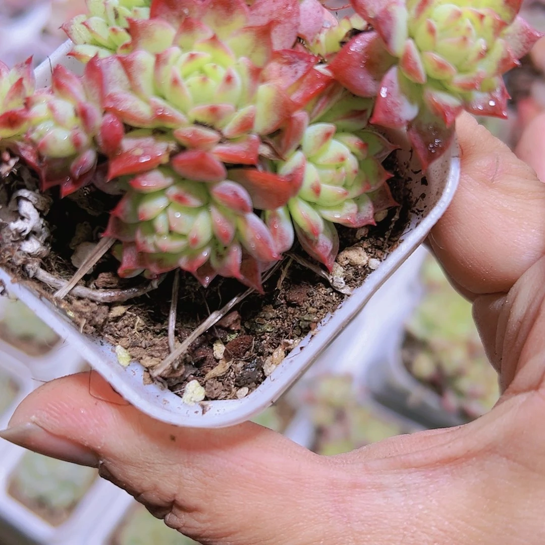 红曼连多肉植物19包邮