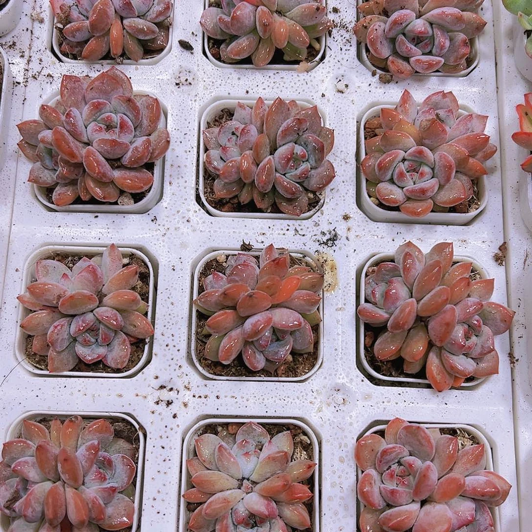 双头红奶盖2盆带盆带土