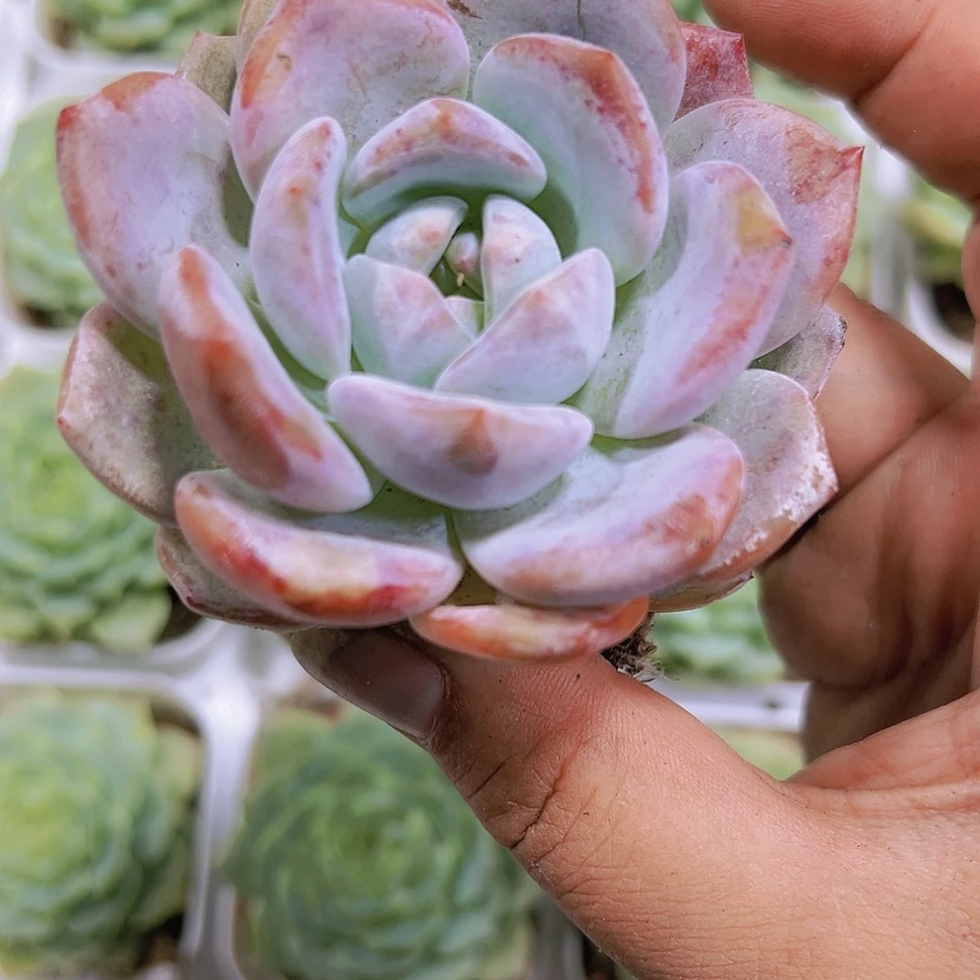 冰糖诚带盆带土多肉