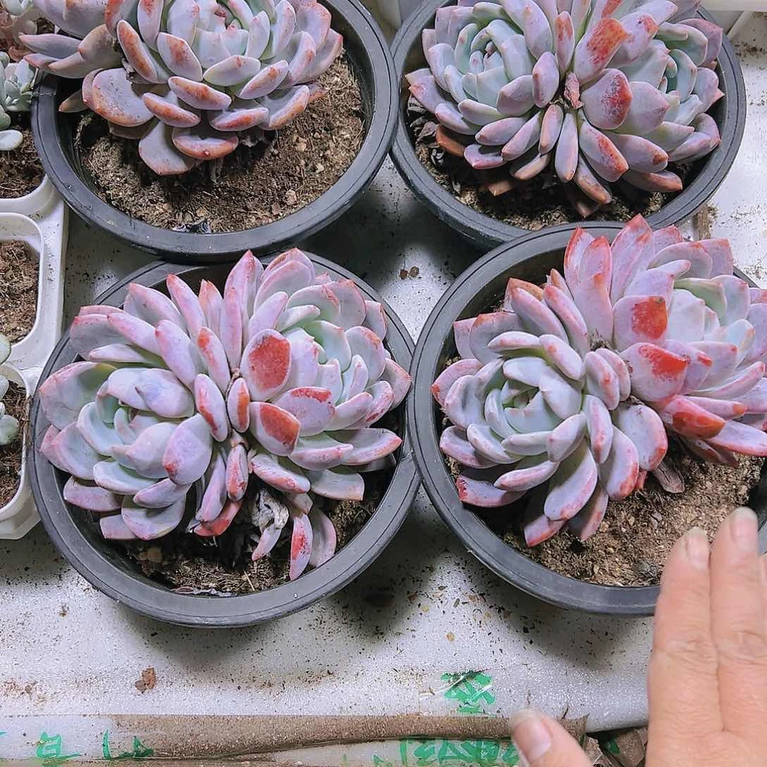 超大双头橙子多肉