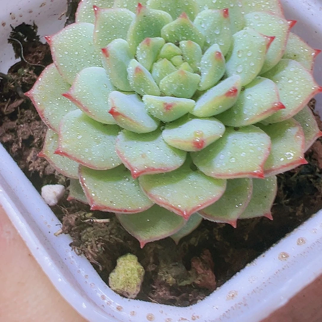熊猫脸多肉植物19包邮