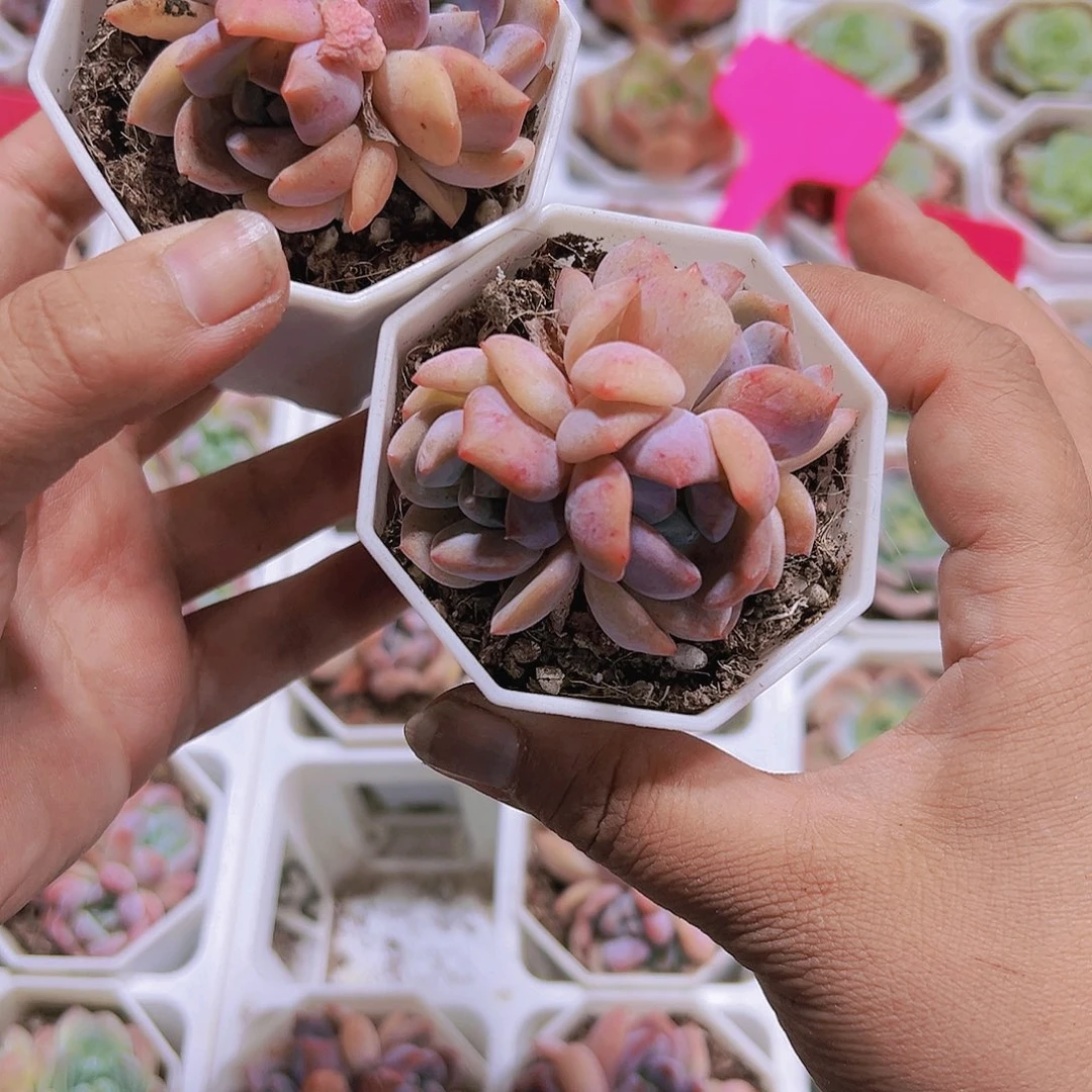 橙子群带盆带土多肉