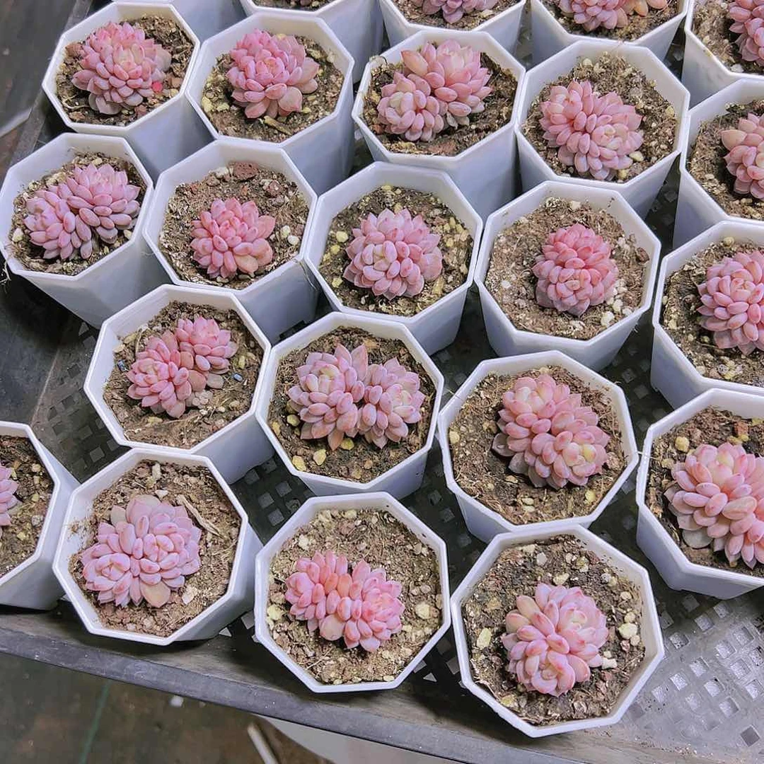 双头星星成多肉19包邮