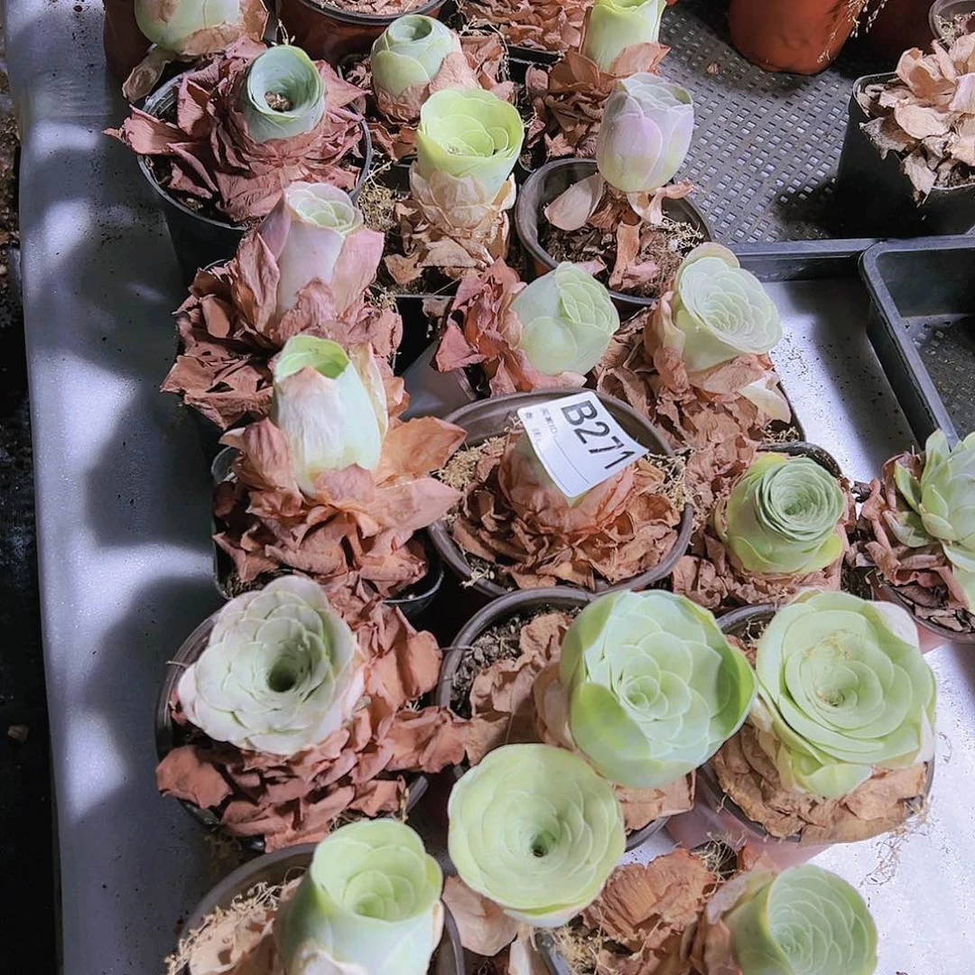 271大盆玫瑰5个玫瑰