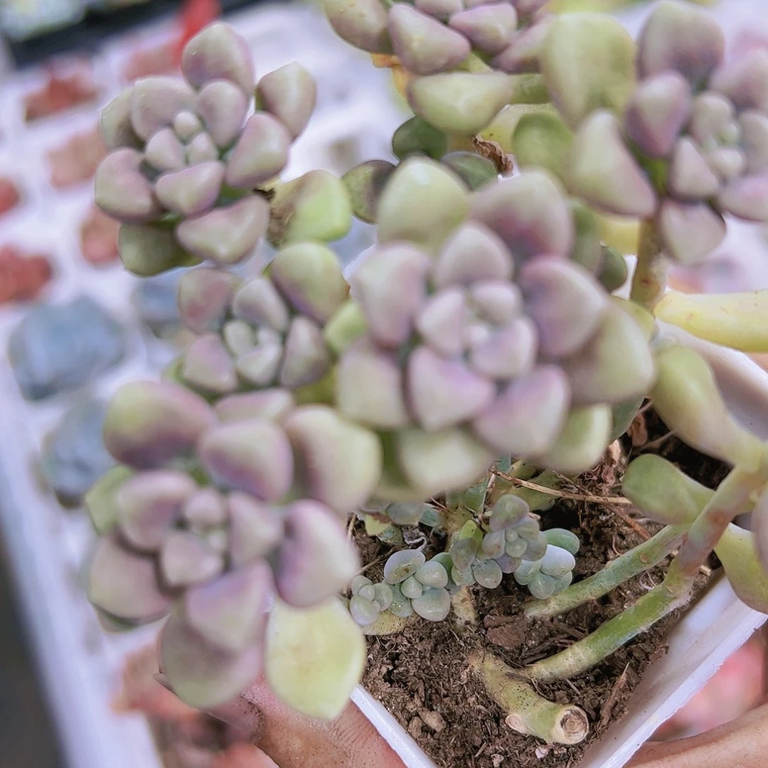 丸叶秋丽带盆带土