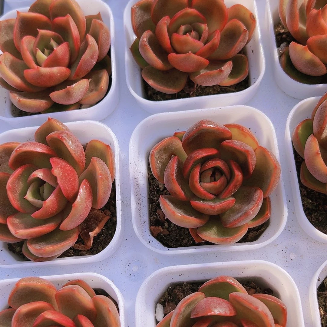 红灯多肉植物19包邮