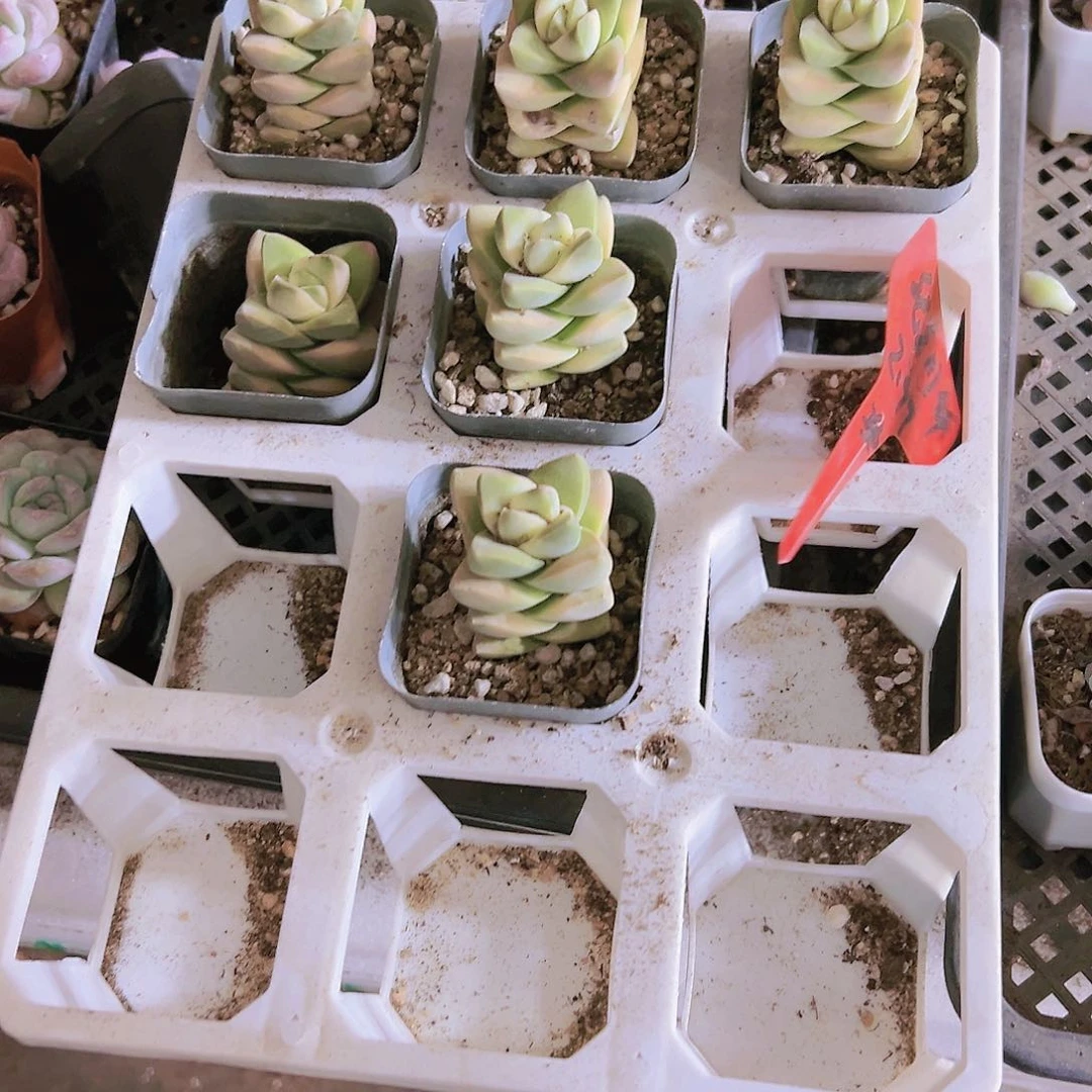 纪之川多肉植物19包邮