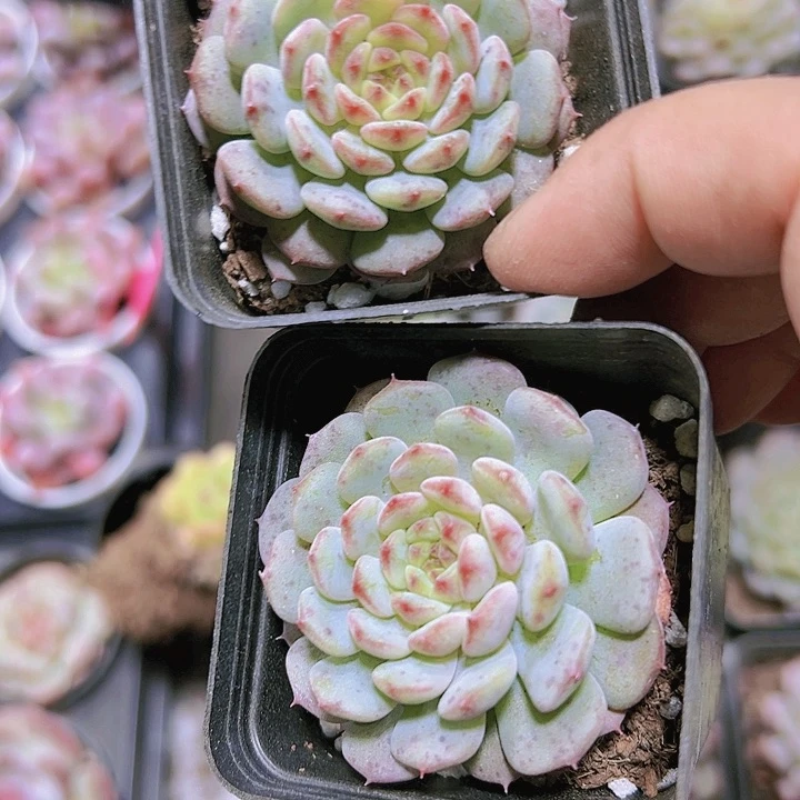 小白胖子带盆带土