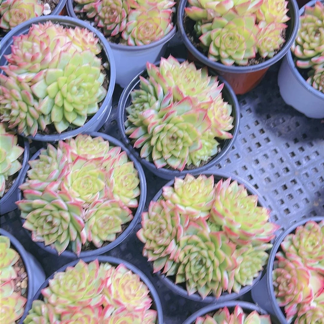 大边线女王群多肉