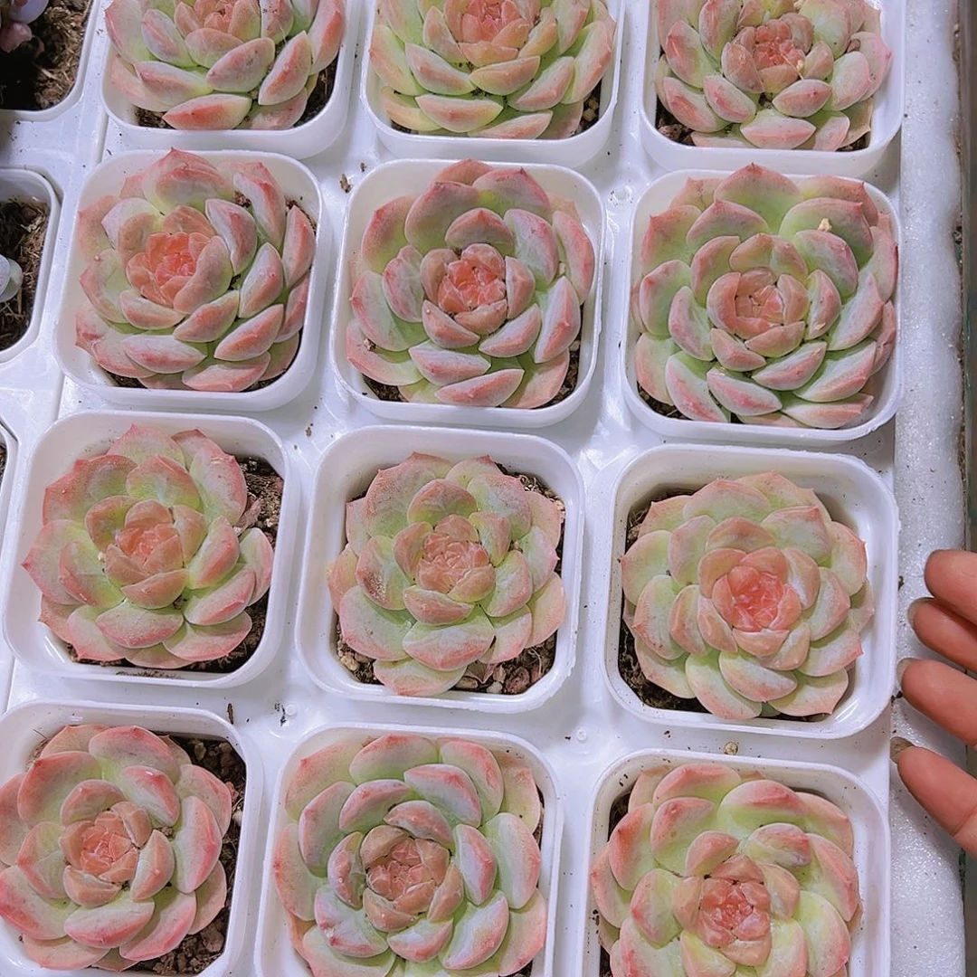 梦幻泡影带盆带土