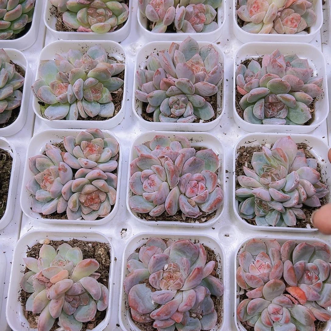 糖心厚梦群带盆带土