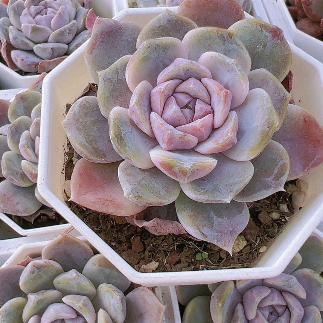 溏心汉堡多肉植物19包邮