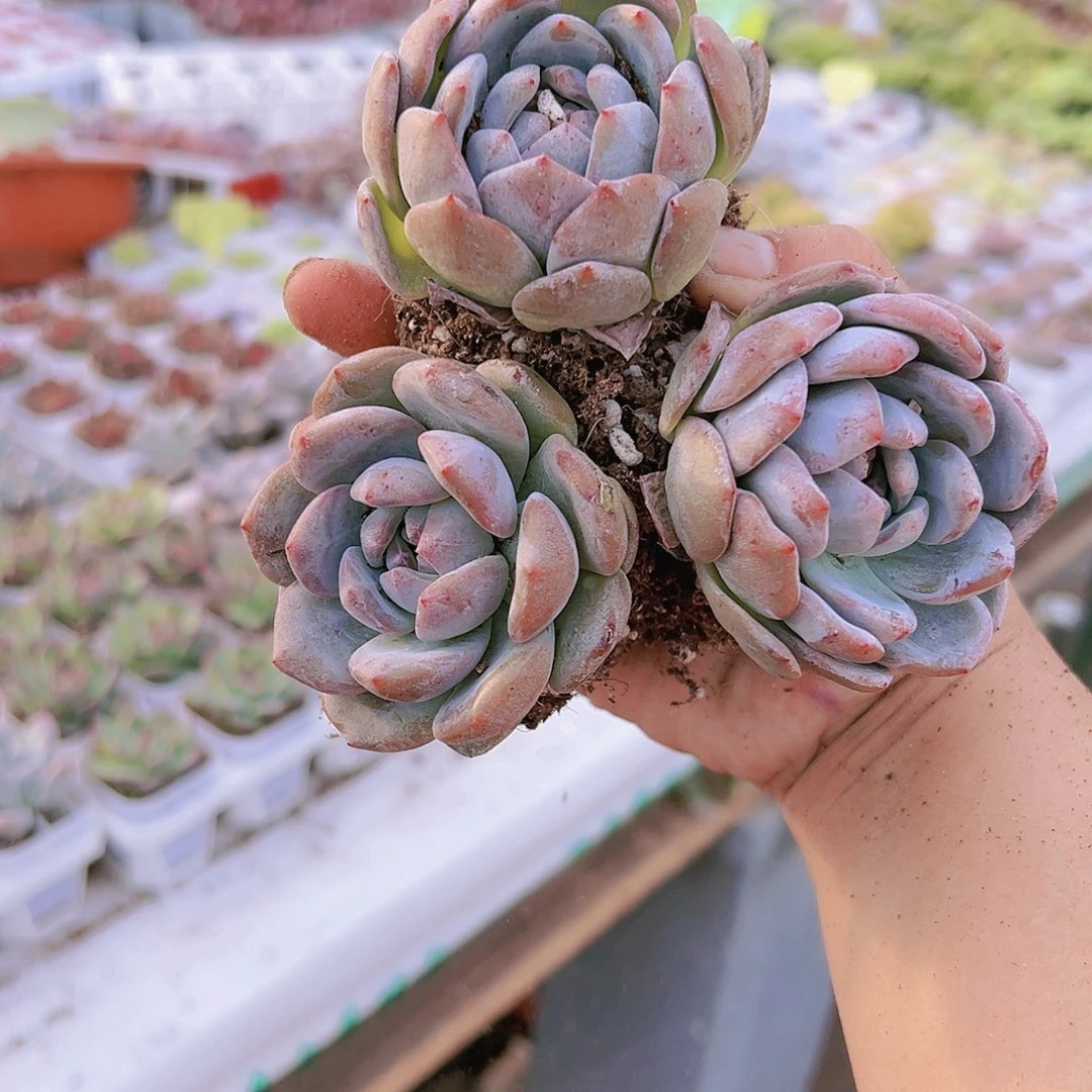 原始橙3盆带盆带土