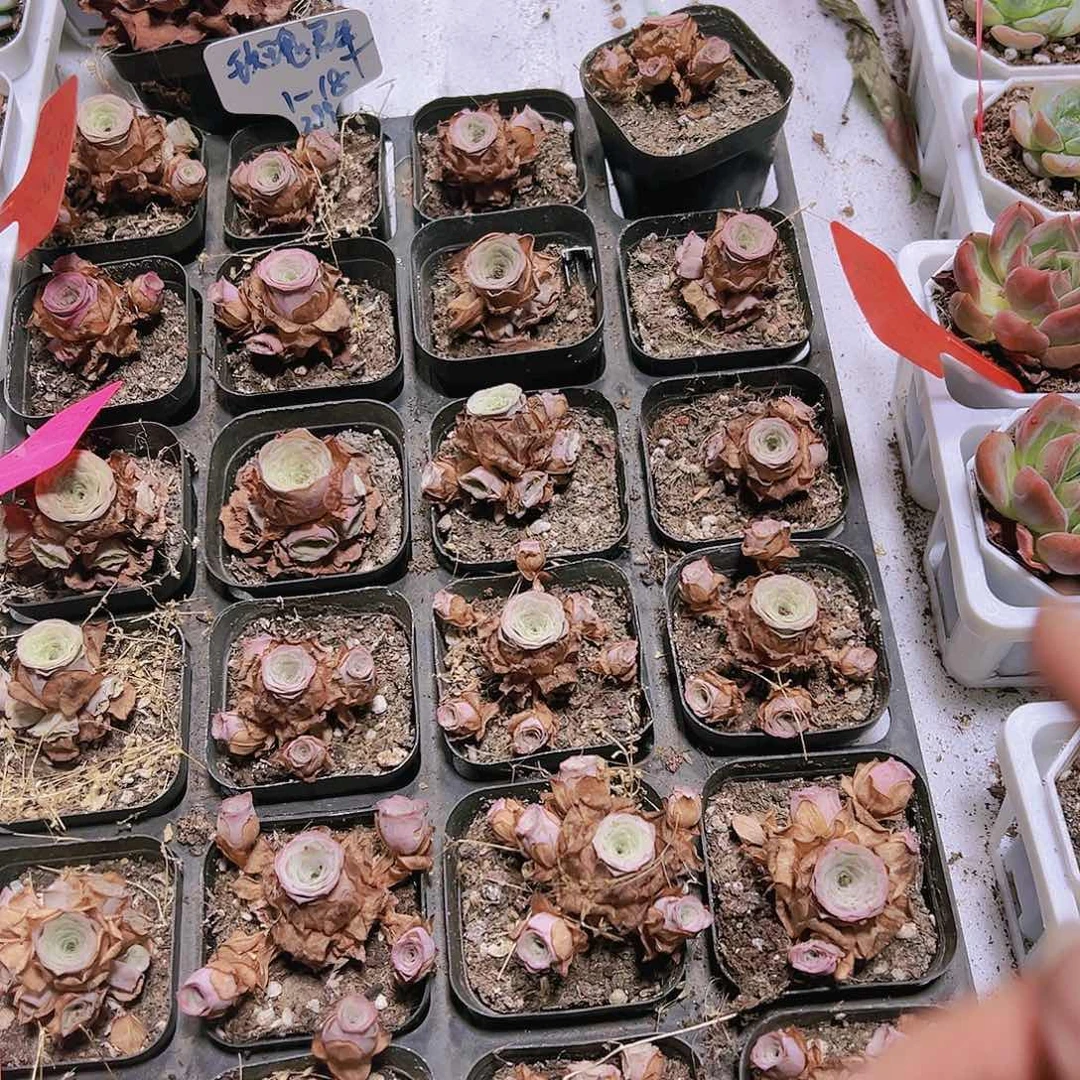 1-18玫瑰群多肉植物