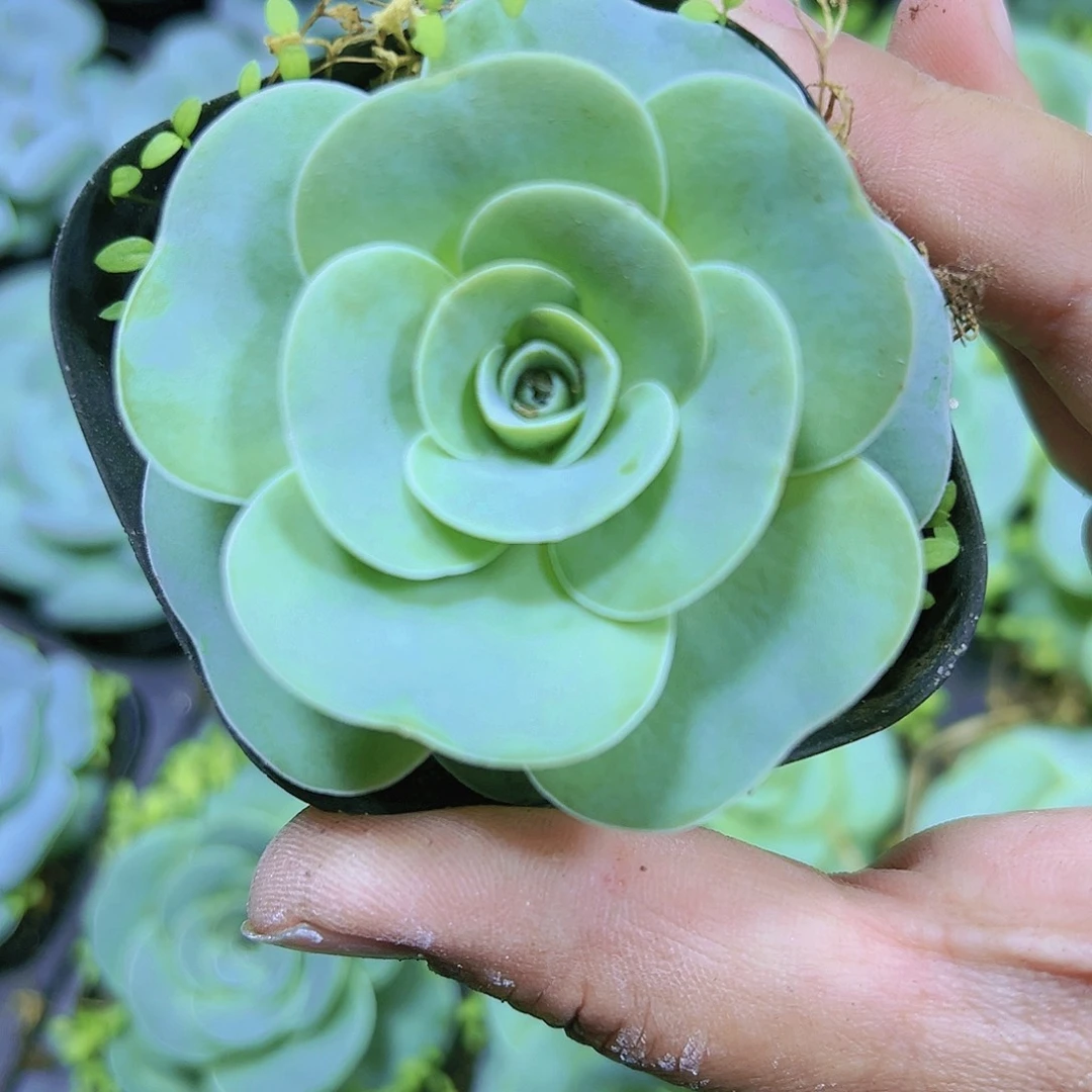 白宇鸡蛋2个多肉植物19包邮