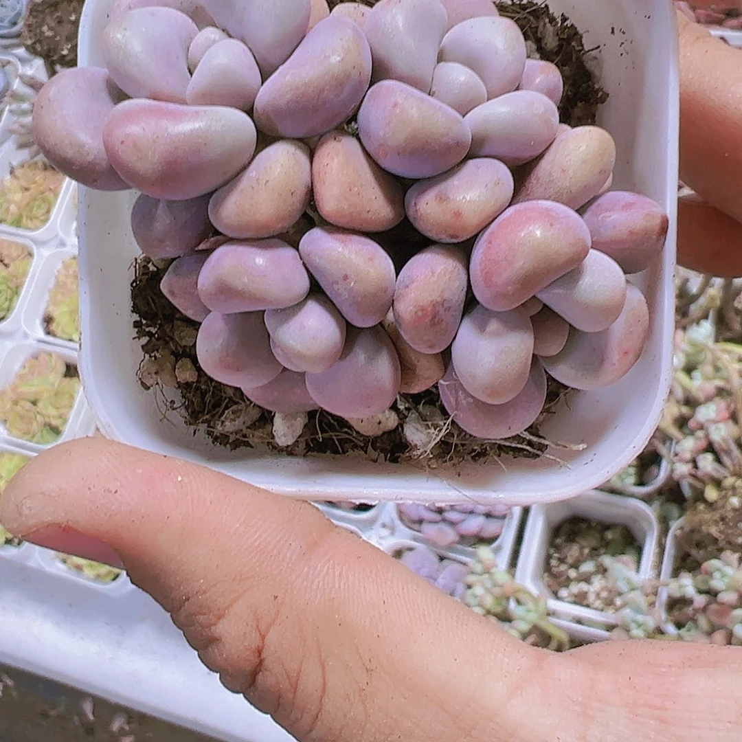 艾伦多肉植物19包邮