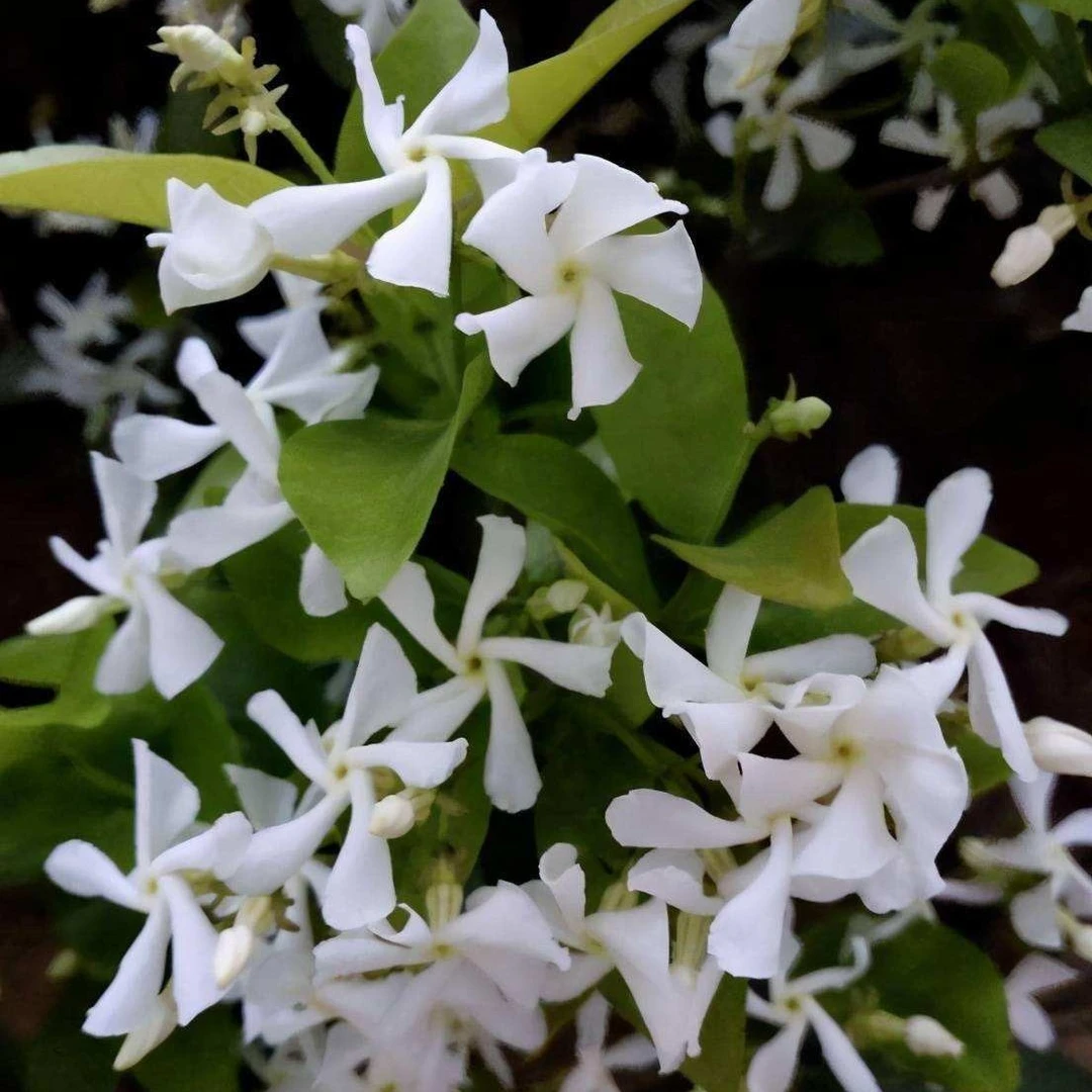 风车茉莉多年生爬藤植物盆栽好养耐寒浓香阳台夏天
